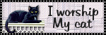 i worship my cat